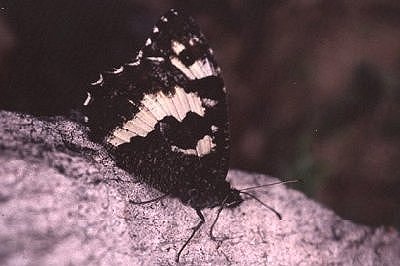 Brintesia circe