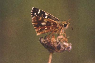 Pyrgus carlinae cirsii