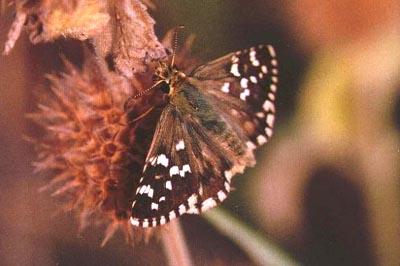 Pyrgus carlinae cirsii
