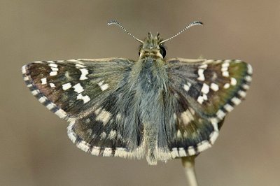 Pyrgus cirsii