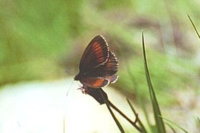 Erebia claudina