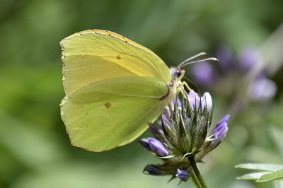 Gonepteryx cleobule palmae