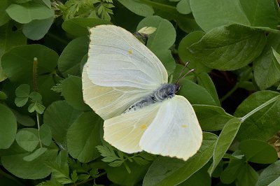 Gonepteryx cleobule palmae