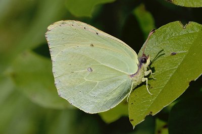 Gonepteryx cleobule palmae