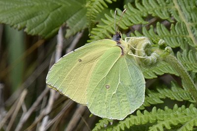 Gonepteryx cleobule palmae