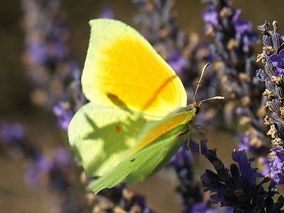 Gonepteryx cleopatra