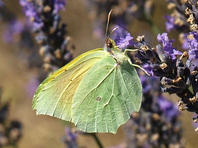 Gonepteryx cleopatra