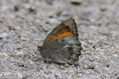 Kirinia climene