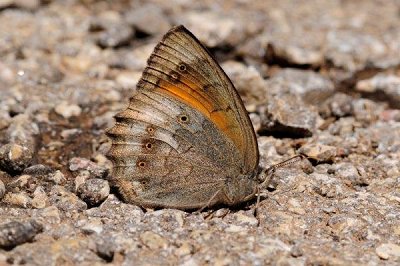 Kirinia climene