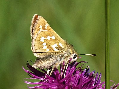 Hesperia comma