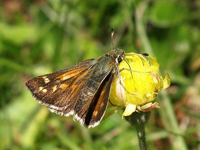 Hesperia comma