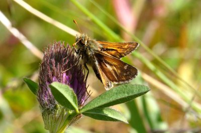 Hesperia comma catena