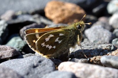 Hesperia comma catena