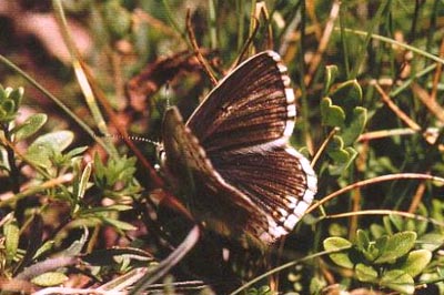 Lysandra coridon coridon