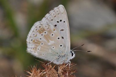 Lysandra coridon coridon