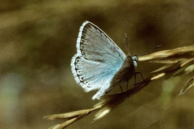 Lysandra coridon apennina