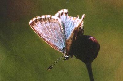 Lysandra coridon asturiensis