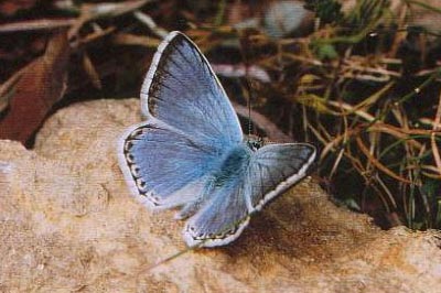 Lysandra caelestissima