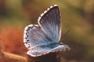 Lysandra caelestissima