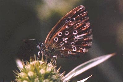 Lysandra caelestissima