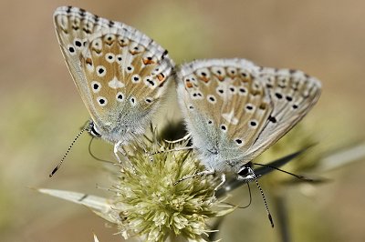 Lysandra caelestissima