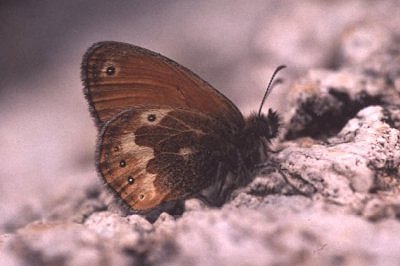 Coenonympha corinna