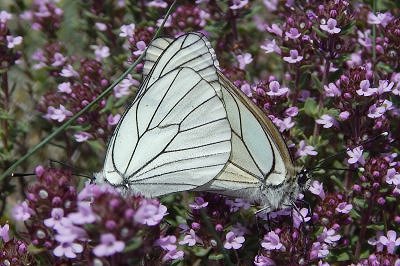 Aporia crataegi