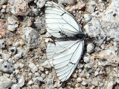 Aporia crataegi