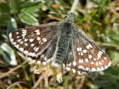 Muschampia cribrellum inexpectata