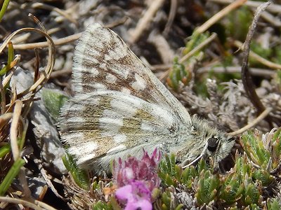 Muschampia cribrellum inexpectata
