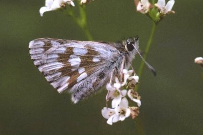 Muschampia cribrellum