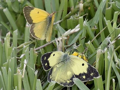 Colias crocea f. cremonae