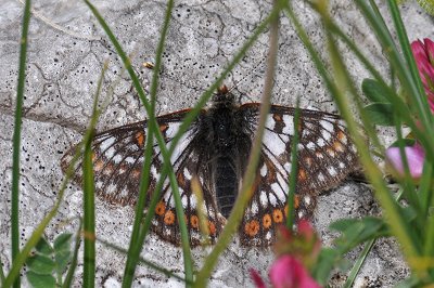 Euphydryas cynthia leonhardi