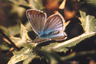 Polyommatus damon noguerae