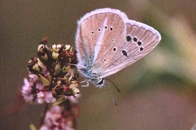 Polyommatus damon noguerae
