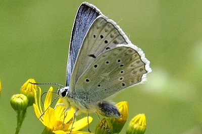 Polyommatus daphnis