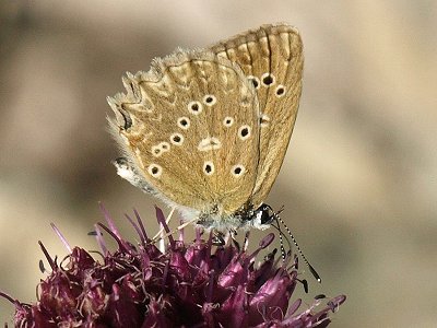 Polyommatus daphnis