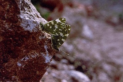 Pontia daplidice
