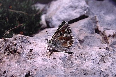 Agriades dardanus
