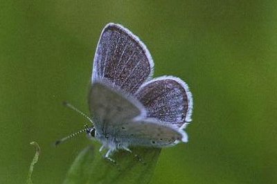Cupido decoloratus