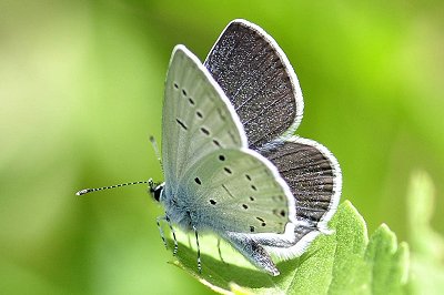 Cupido decoloratus