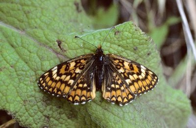 Melitaea deione rosinae