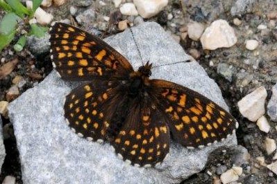 Melitaea diamina