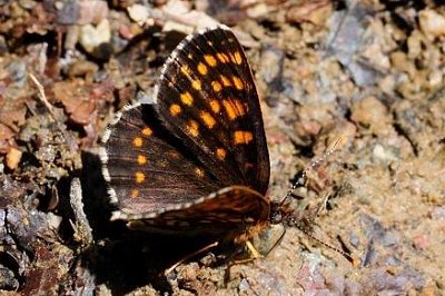 Melitaea diamina