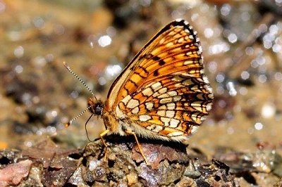 Melitaea diamina