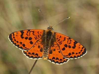 Melitaea didyma meridionalis