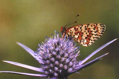 Melitaea didyma meridionalis