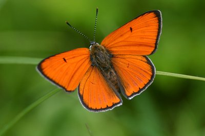 Lycaena dispar
