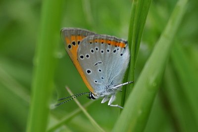 Lycaena dispar