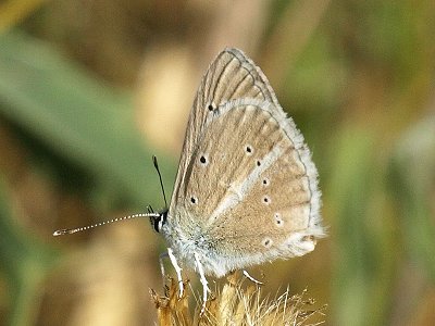 Polyommatus dolus vittatus